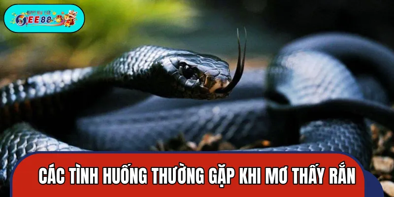 5 giấc mơ thấy rắn thường xảy ra về rắn 5 giấc mơ thấy rắn thường xảy ra về rắn