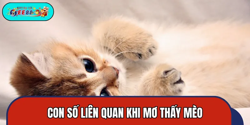 Từng trường hợp chiêm bao về mèo và số may mắn Từng trường hợp chiêm bao về mèo và số may mắn