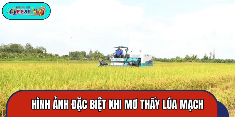 Mơ thấy lúa mạch mang nhiều hình ảnh đặc biệt Mơ thấy lúa mạch mang nhiều hình ảnh đặc biệt