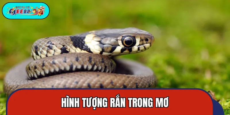 Rắn mang ý nghĩa tái sinh trong tâm linh Rắn mang ý nghĩa tái sinh trong tâm linh