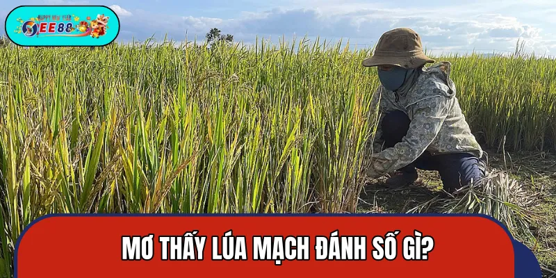 Con số bao về bờ khi chiêm bao về lúa mạch Con số bao về bờ khi chiêm bao về lúa mạch