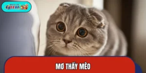 Mơ Thấy Mèo - Giải Mã Con Số Đang Âm Thầm Chờ Bạn Chọn